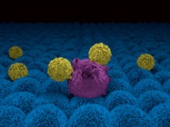 Using Single B Platform to Develop a CAR T-cell Therapeutic Solution for a GPCR Target