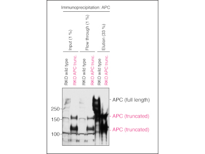 Good APC antibody for Immunoprecipitation From Bethyl Laboratories ...