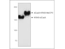 Cas9 Antibody for Western Blotting From Novus Biologicals