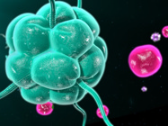White Paper: Visualization of Metabolic Profile of Immune Cells Using Metabolic Inhibitors
