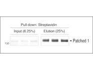 High Binding Capacity Streptavidin Resin for Capturing Biotinylated Proteins