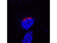 Great Antibody for GM130 detection From BD Biosciences