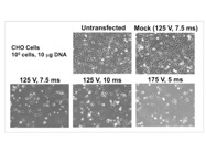 NEPA21 Electro-Kinetic Transfection Systems for the Electroporation of Mammalian Cells