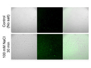 Measuring Na+ Concentration Using ING-2 AM From Ion Biosciences