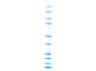 Precast Gradient Protein Gels From Invitrogen