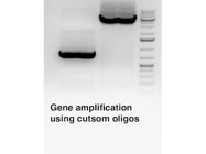 Good Service for Oligo Synthesis From Elim Biopharm