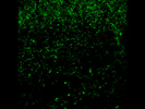 Good Antibody From ThermoFisher, but Has Some background