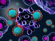 GAS-Luc2 Reporter Cell Lines for Immune Checkpoint Drug Screening in Solid Tumors