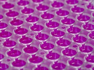 Immunoassays for Cosmetics and Personal Health Research