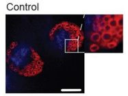 Mitotracker Red CMXRos for Staining Mitochondria From Invitrogen