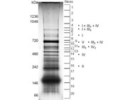 Native Gels for Separating Mitochondrial Respiratory Complexes