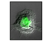 Excellent Antibody for Immunofluorescence