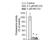 Assay Kit to Measure Proteasome Activity From Promega