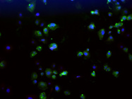 Good Anti-RSV Antibody FITC Conjugated From Abcam