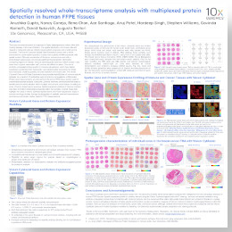 Spatially Resolved Whole-Transcriptome Analysis with Multiplexed Protein Detection in Human FFPE Tissues