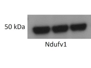 Good and Cheap Antibody for Ndufv1 From Proteintech