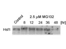 Average HSF1 Antibody From Abcam