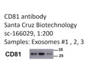 Anti-CD81 Exosome Marker From Santa Cruz