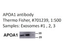 Anti-APOA1 Exosome Marker From Thermo Fisher