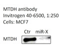 Excellent Anti-MTDH From Invitrogen