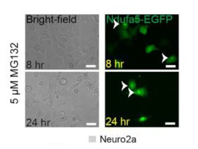 Must Have Imaging System for Cell Culture Labs From Invitrogen ...