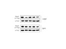 Good Anti-ftsZ Antibody From Abcam