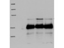 Good Antibody From R&D Systems to Detect 4EBP1 in Mouse Tissue.