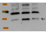 Good ARL2 Antibody From Abcam