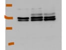 Immunodetection of ENO1 Protein in Mouse Cell Line