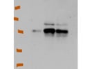 Great Heat Shock Protein 27 Antibody From MyBioSource.com
