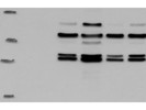 Average Antibody for the Immunodetection of Rubicon in Human Cells