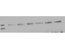 Excellent Abcam Antibody for the Immunodetection of Talin 2 in Human
