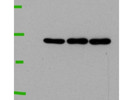 Immunodetection of RUNX1 in Human Cell Line Using Abcam antibody
