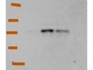 Excellent Antibody to Detect Apolipoprotein A I Levels in Human Cell Line