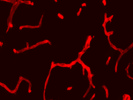 Working Collagen IV Antibody From Novus Biologicals