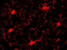 Excellent IBA1 Antibody From HistoSure