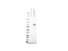 Highly Sensitive SNAP-tag Ligand: SNAP-Cell® TMR-Star From New England Biolabs