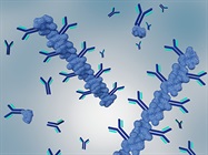 The Importance of Antibody Validation