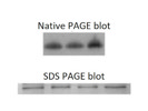 HSP60 Antibody From Abcam as a Mitochondrial Loading Control