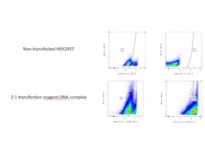 High Efficiency Transfection Reagent From Promega