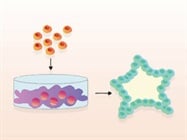 Advantages of Basement Membrane Extracts in Organoid-Based Research