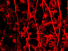 Good Beta-III Tubulin Antibody From Novus Biologicals