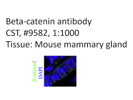 Good beta-Catenin Antibody From CST