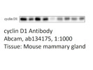 Good CCND1 Antibody From Abcam