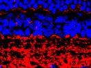 A Good GLAST Antibody Working for Mouse Tissues