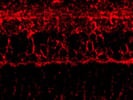 Specific GLT-1 Antibody From ThermoFisher