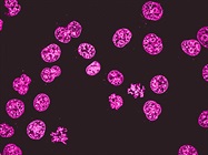 Guide to Advanced Microscopy Techniques