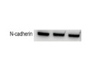 Excellent N-Cad Antibody for Western Blot From Abcam