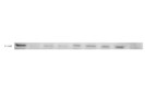 Antibody for E-Cadherin (WB) From Abcam Works Well