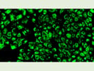 Vimentin Antibody From Abcam is of High Quality